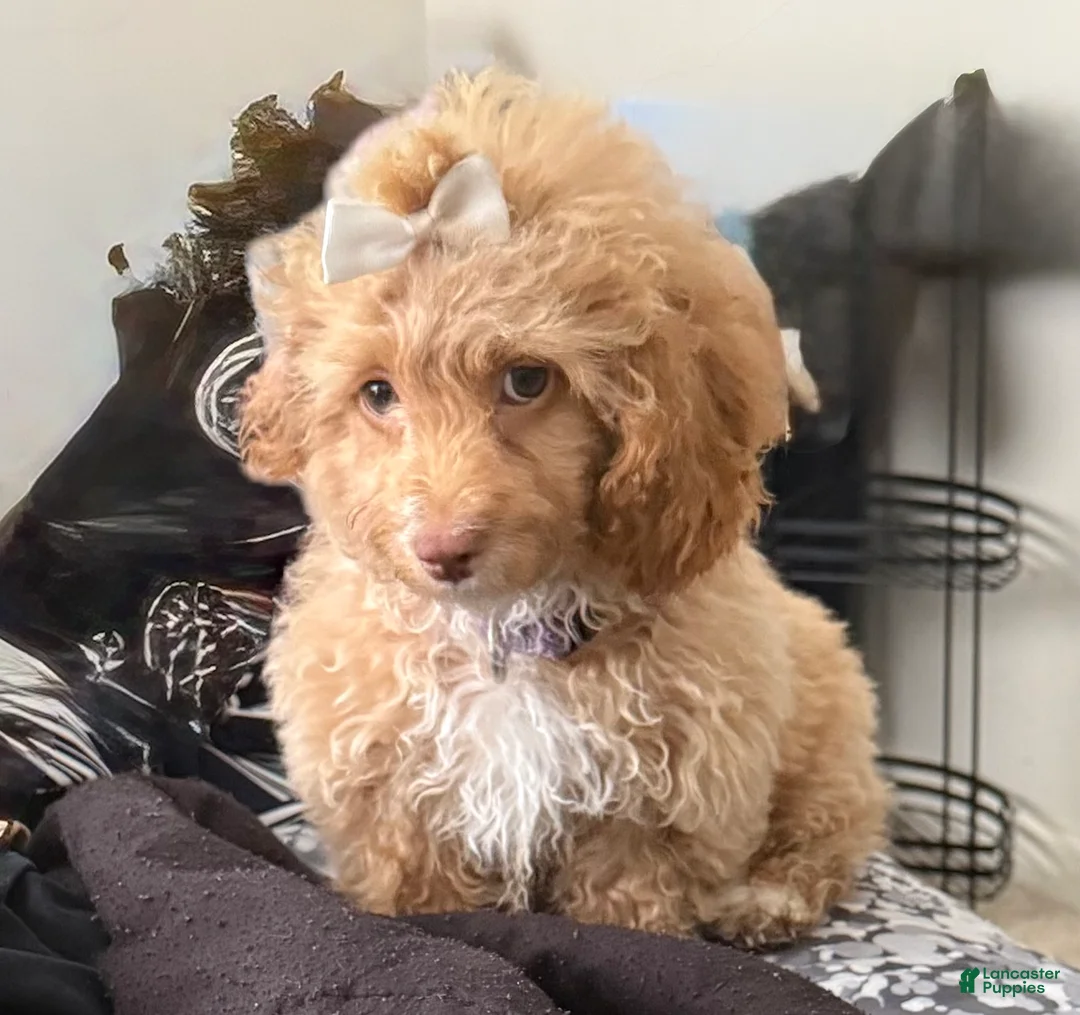 Cockapoo dogs for sale: Cockapoo Puppy 1 - Ad 1