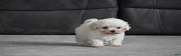 Maltipoo dogs for sale: Archie - Ad 7