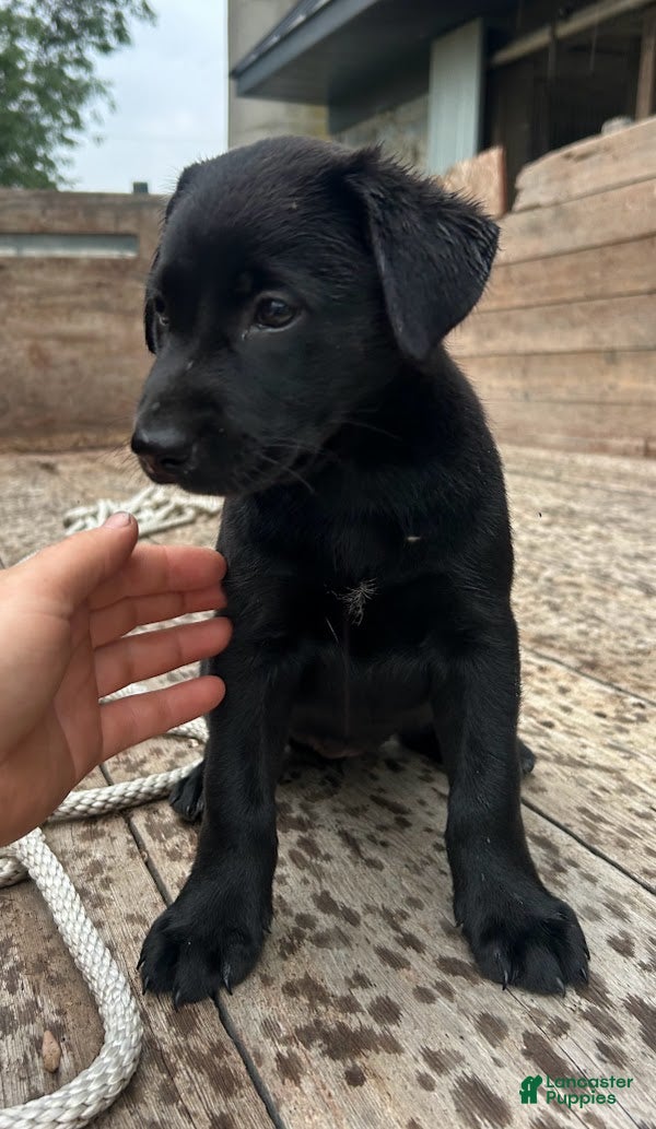 Sheprador dogs for sale: Shadow - Ad 4