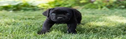 Cane Corso dogs for sale: Hunter - Ad 4