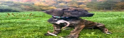 Great Dane dogs for sale: Wanda - Ad 1