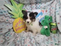 Pomeranian dogs for sale: Booky (Tri-Color) - Ad 2