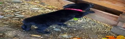 Labrador Retriever dogs for sale: Labrador Retriever 1 - Ad 13