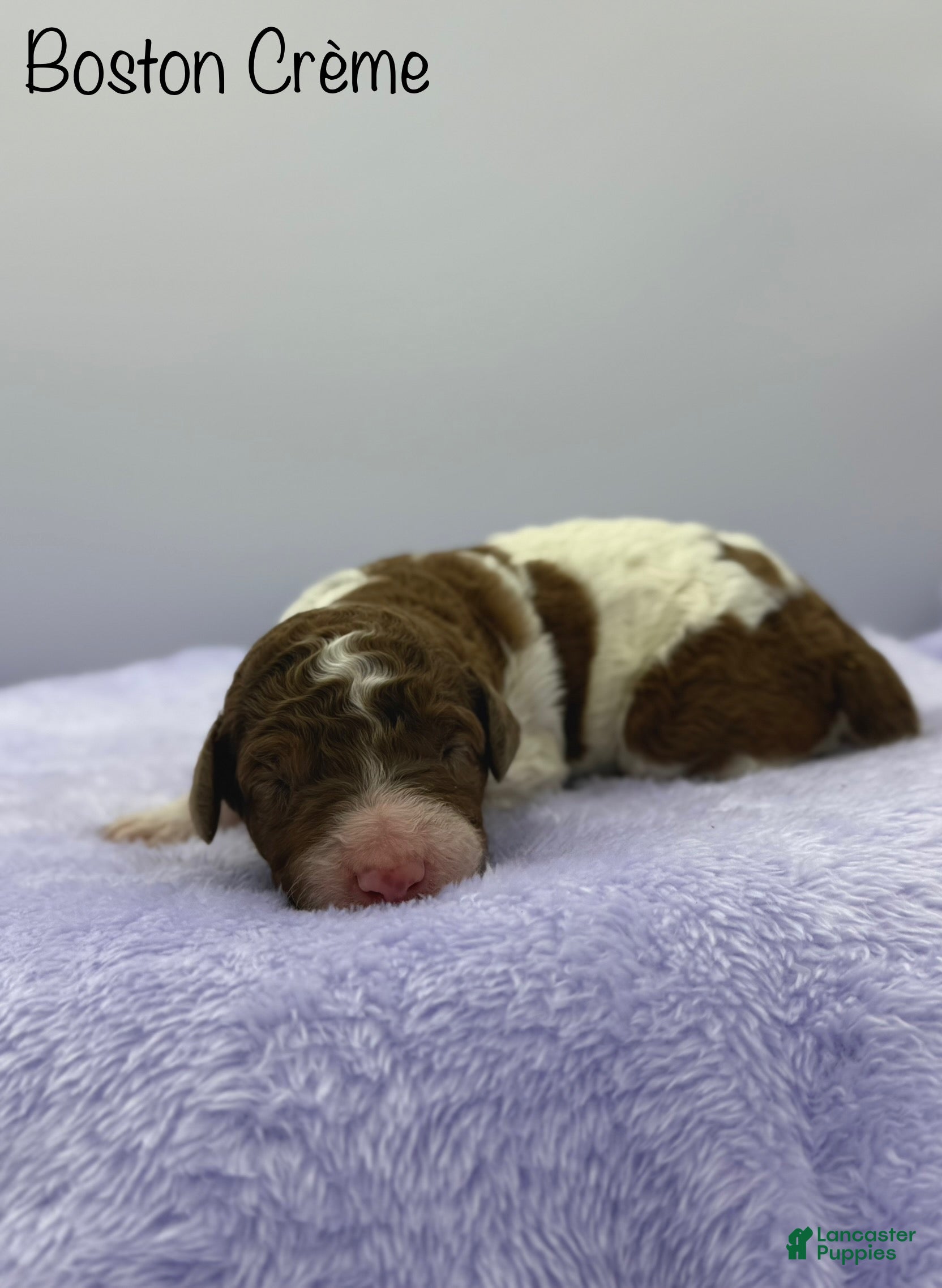 Sheepadoodle dogs Boston Creme - Ad 23