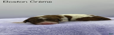 Boston Creme