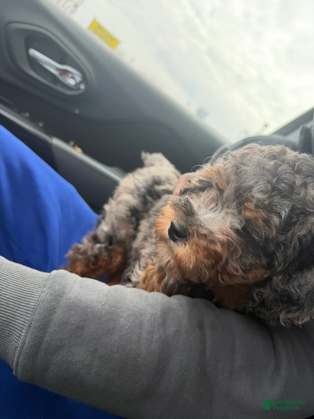 Toy Poodle dogs for sale: Toy Poodle Puppy 1 - Ad 2
