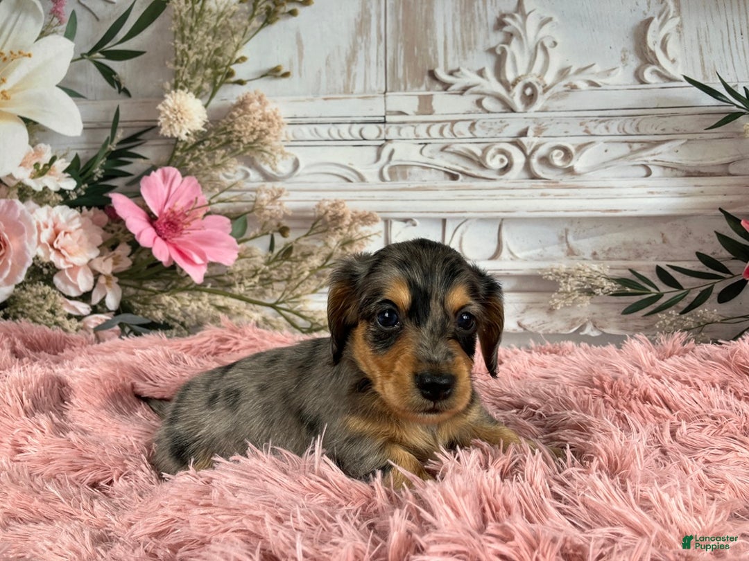 Miniature Dachshund dogs for sale: AKC-Ruger - Ad 6