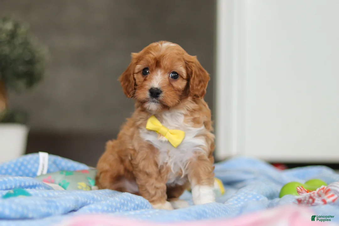 Cavapoo dogs for sale: Max - Ad 3