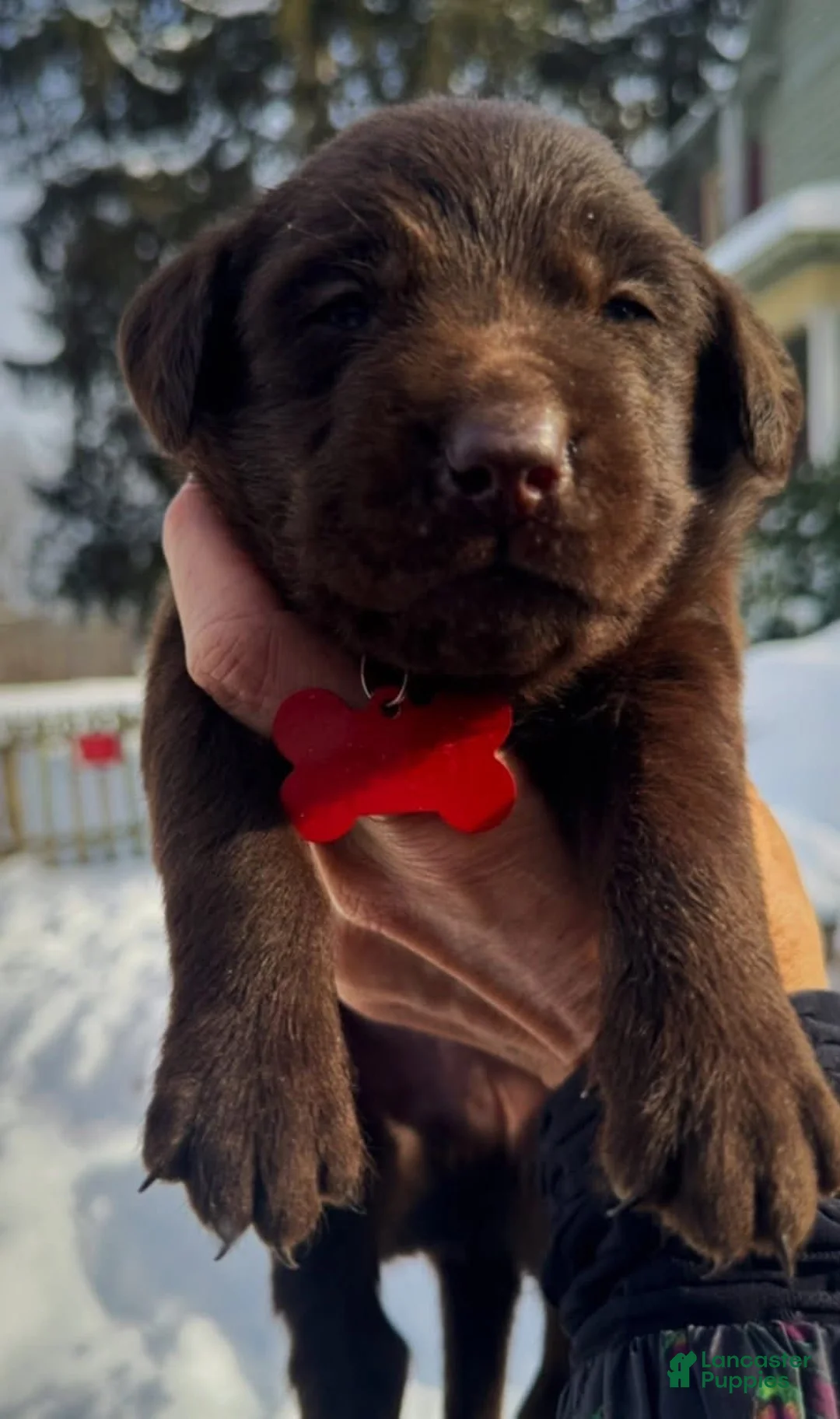 Labrador Retriever dogs for sale: Sal - Ad 12