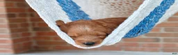 Goldendoodle dogs for sale: Rocky - Ad 15