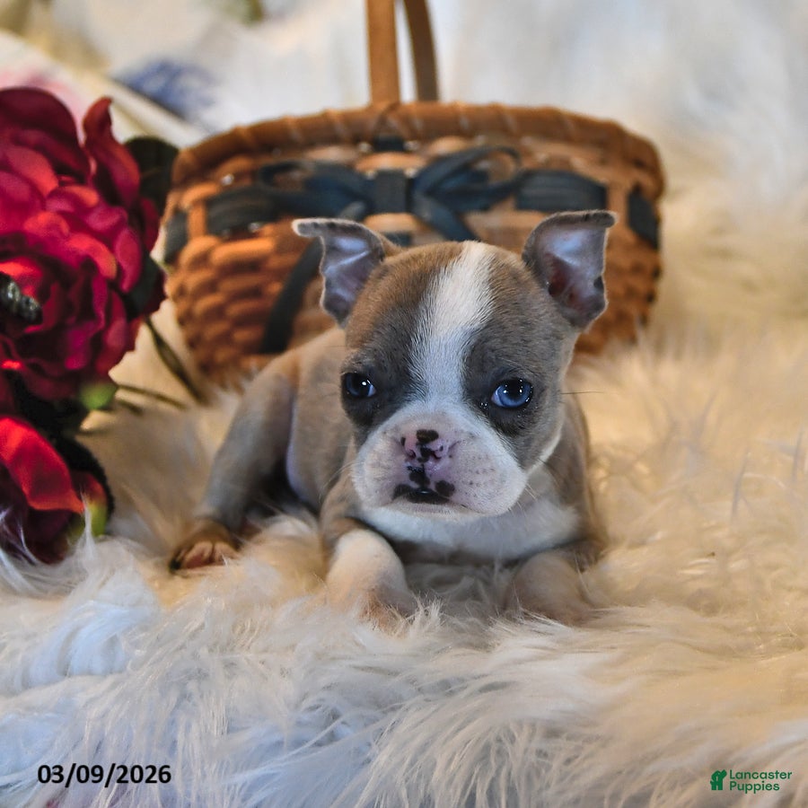 Boston Terrier dogs Cheyenne - Ad 2