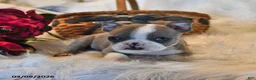Boston Terrier dogs for sale: Cheyenne - Ad 2