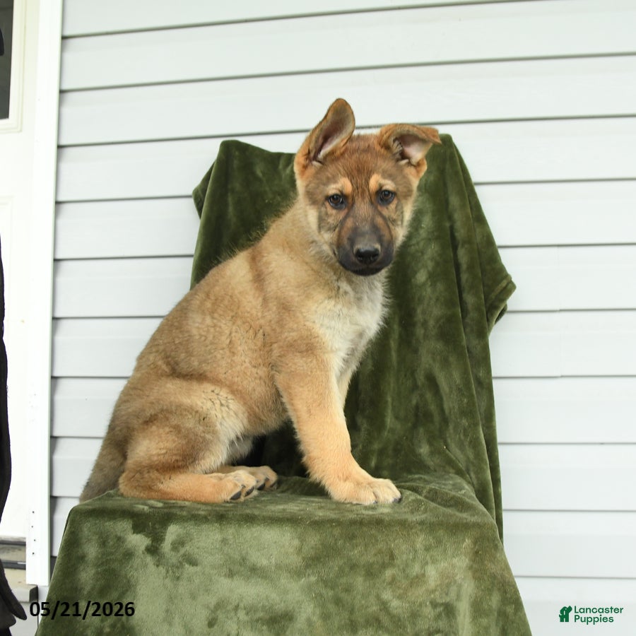 German Shepherd dogs Clover - Ad 2