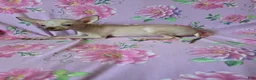 Chihuahua dogs for sale: Hairless Girl  - Ad 6