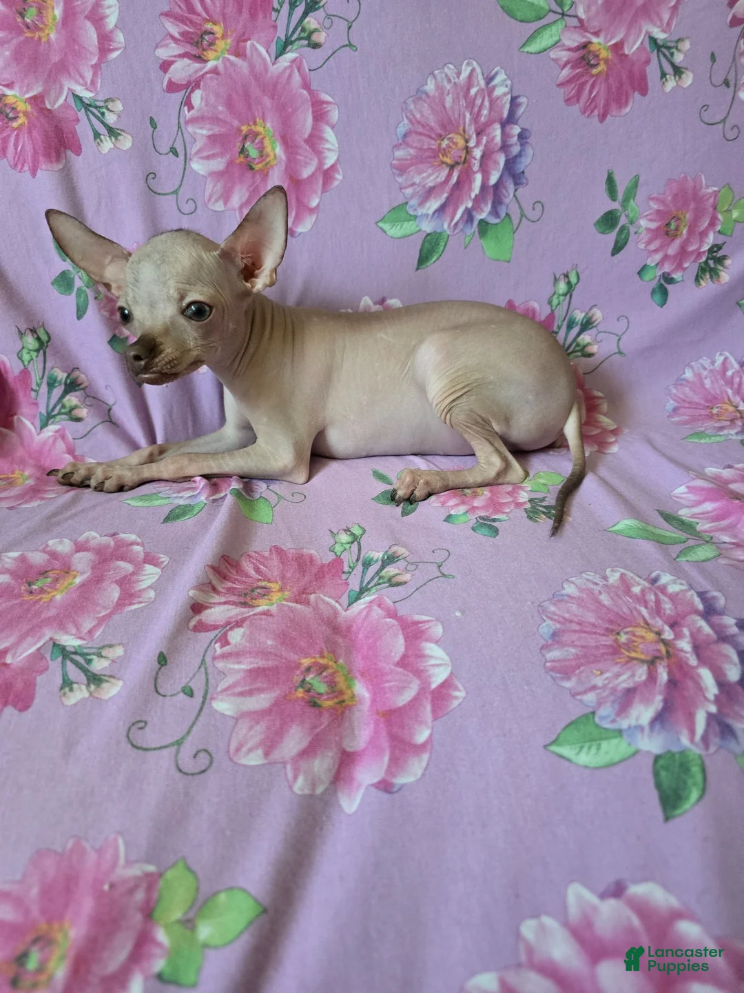 Chihuahua dogs for sale: Hairless Girl  - Ad 6
