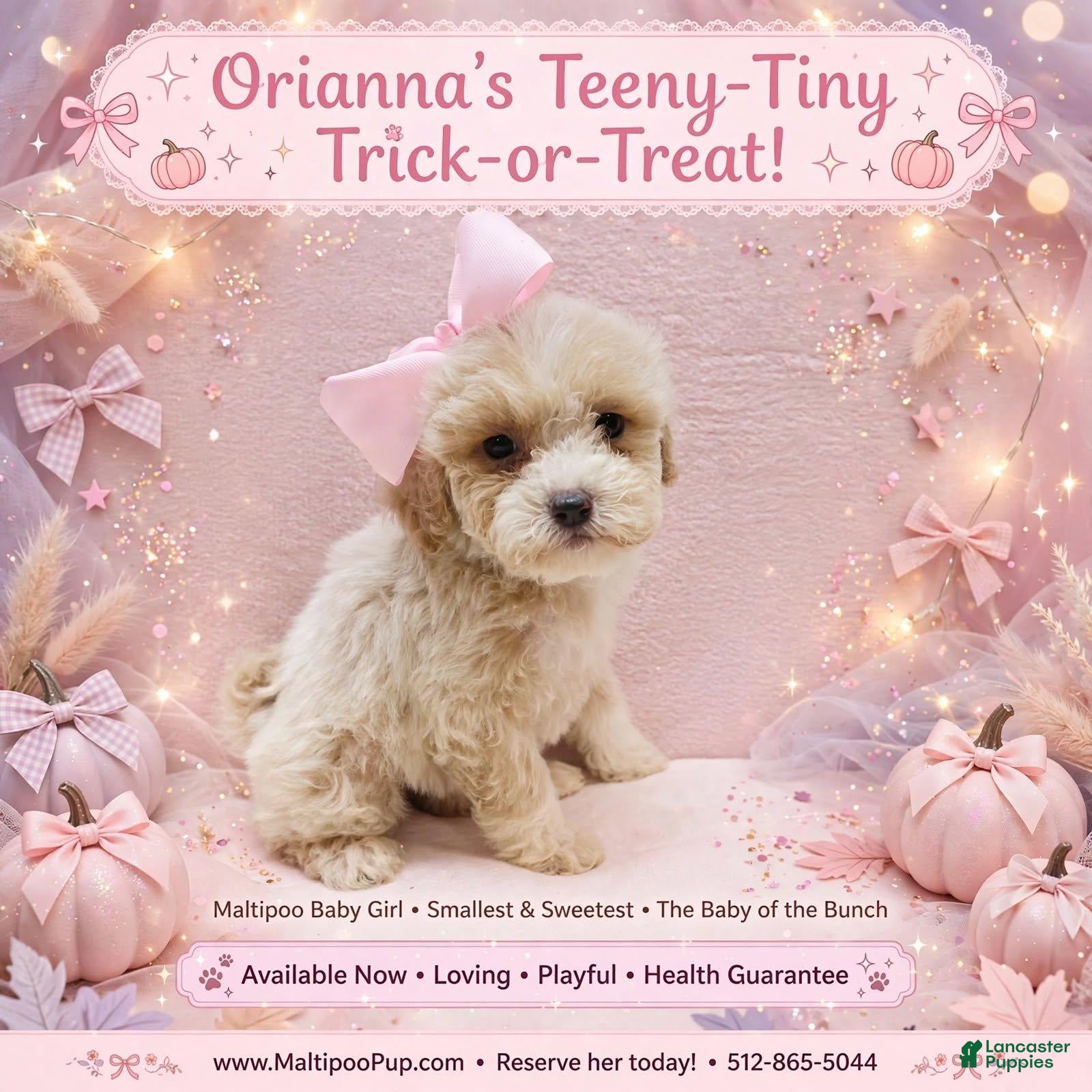 Maltipoo dogs Orianna - Ad 18