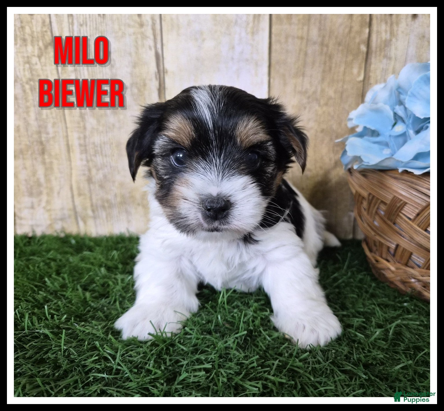 Yorkshire Terrier dogs for sale: Milo - Ad 2