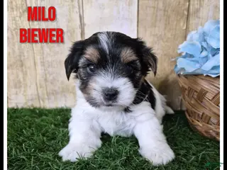Yorkshire Terrier dogs for sale: Milo - Ad 2