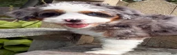 Mini Bernedoodle dogs for sale: 💜IN BOSTON MASSACHUSETTS AREA💜ONE BLUE EYE💜MINI BERNEDOODLE GIRL💜 - Ad 4