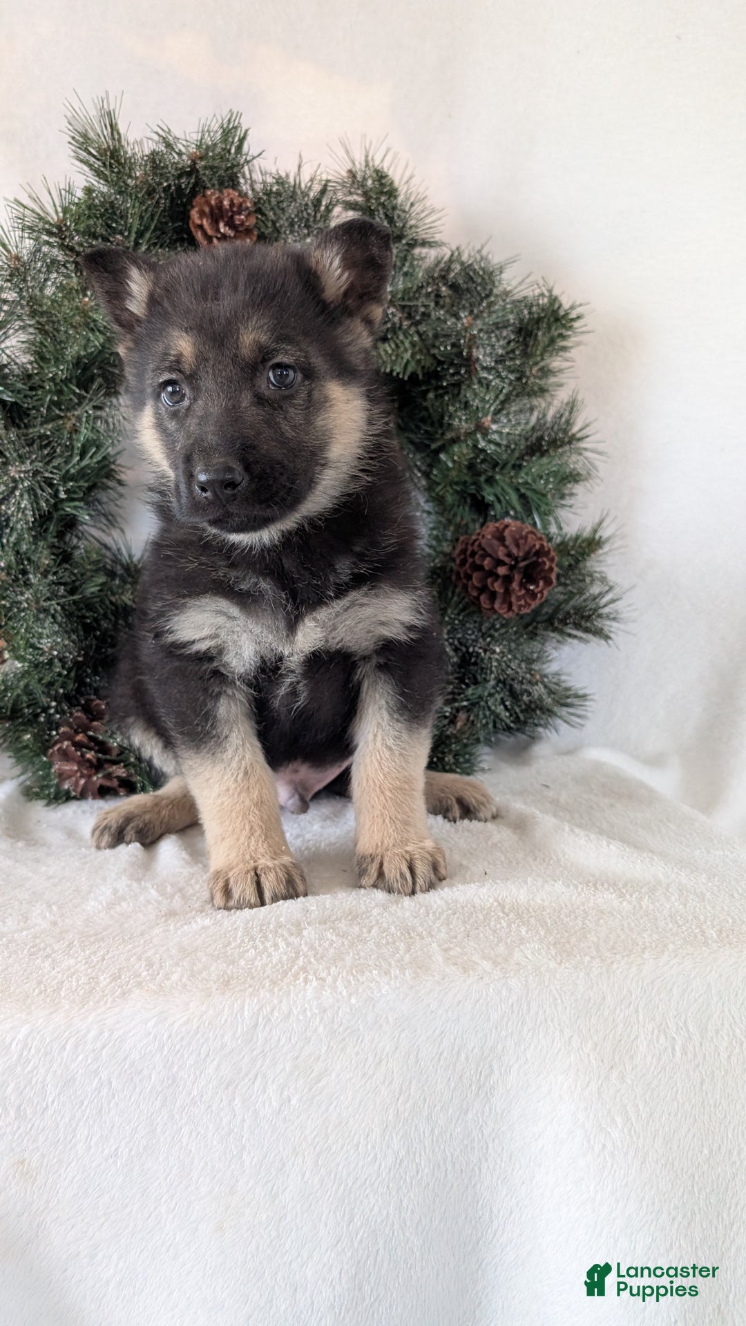 German Shepherd dogs for sale: Jay - Ad 2