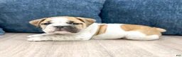 Beabull dogs for sale: Leti - Ad 5