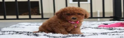 Bichpoo dogs for sale: Trixie - Ad 18
