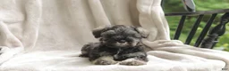 Miniature Schnauzer dogs for sale: Percy - Ad 2