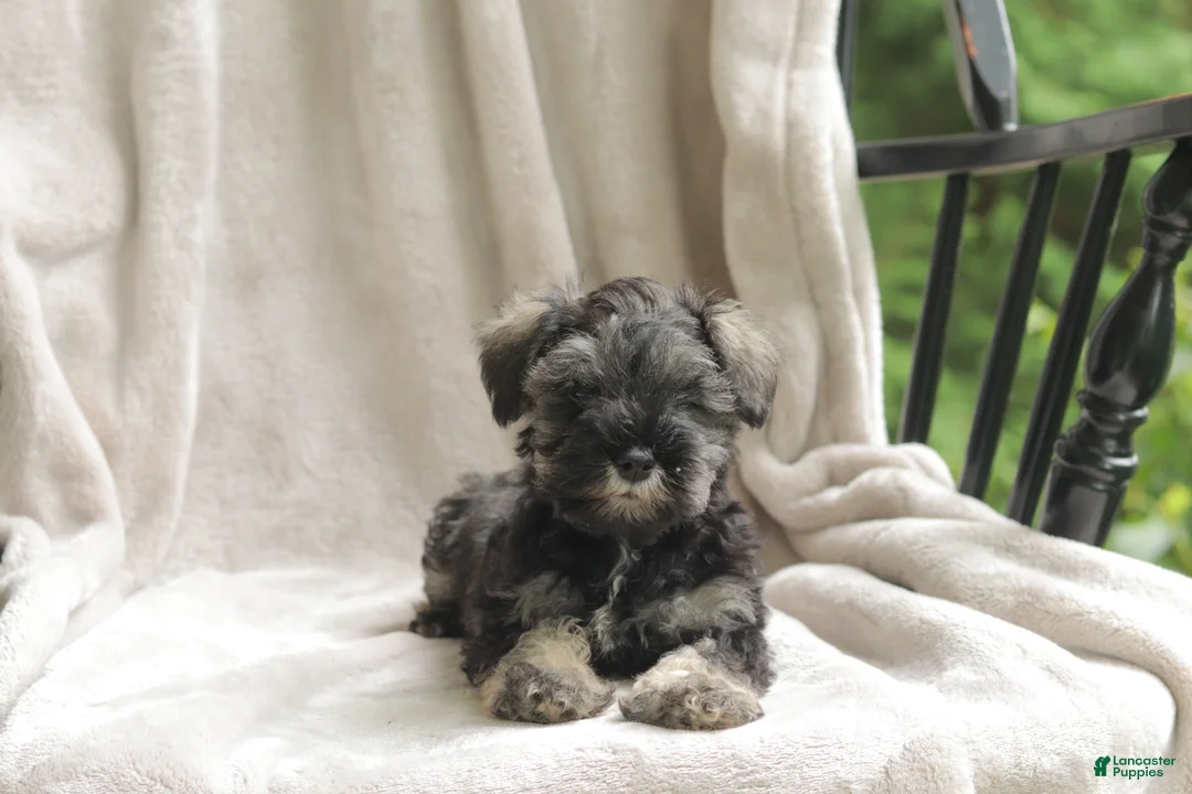 Miniature Schnauzer dogs for sale: Percy - Ad 2