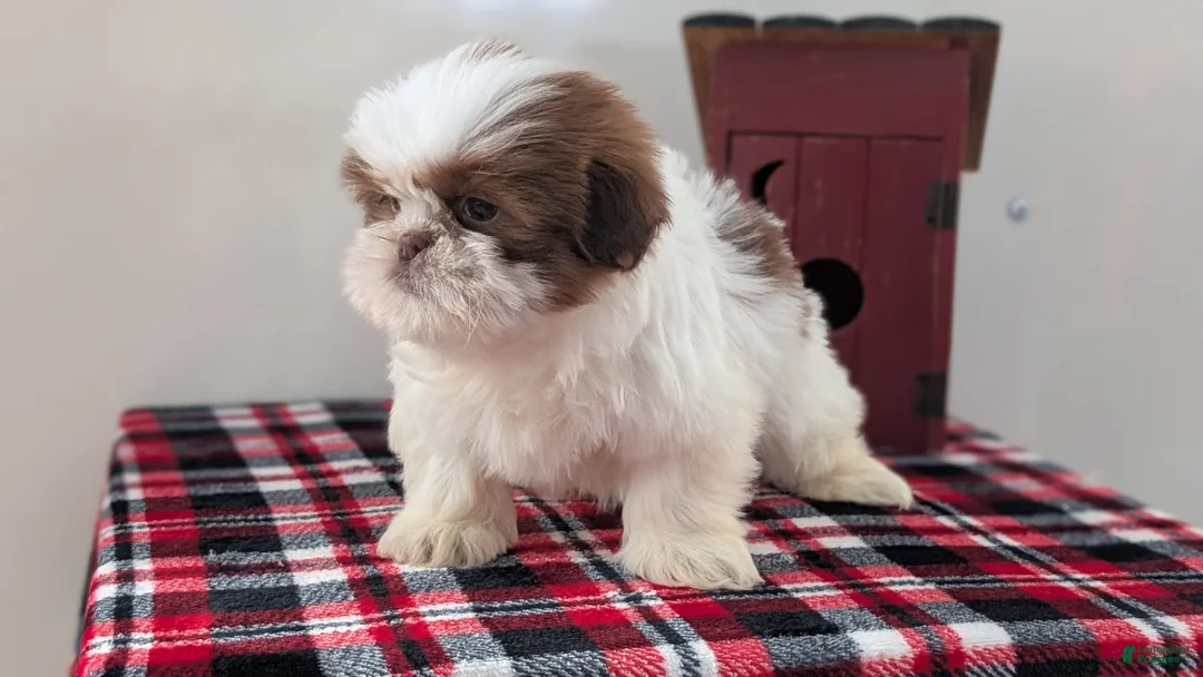 Shih Tzu dogs for sale: Chief - Ad 4