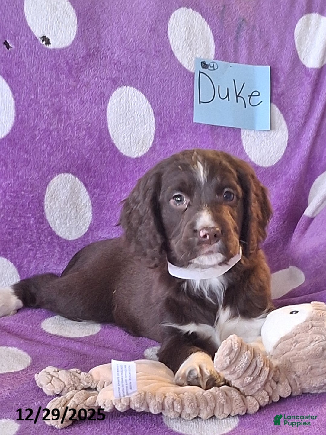 English Springer Spaniel dogs for sale: Duke - Ad 4