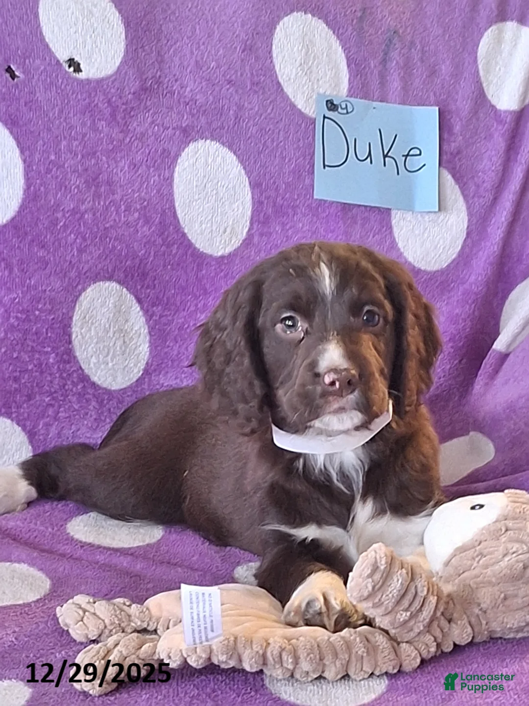 English Springer Spaniel dogs for sale: Duke - Ad 4