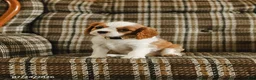 Cavalier King Charles Spaniel dogs for sale: Daisy - Ad 4