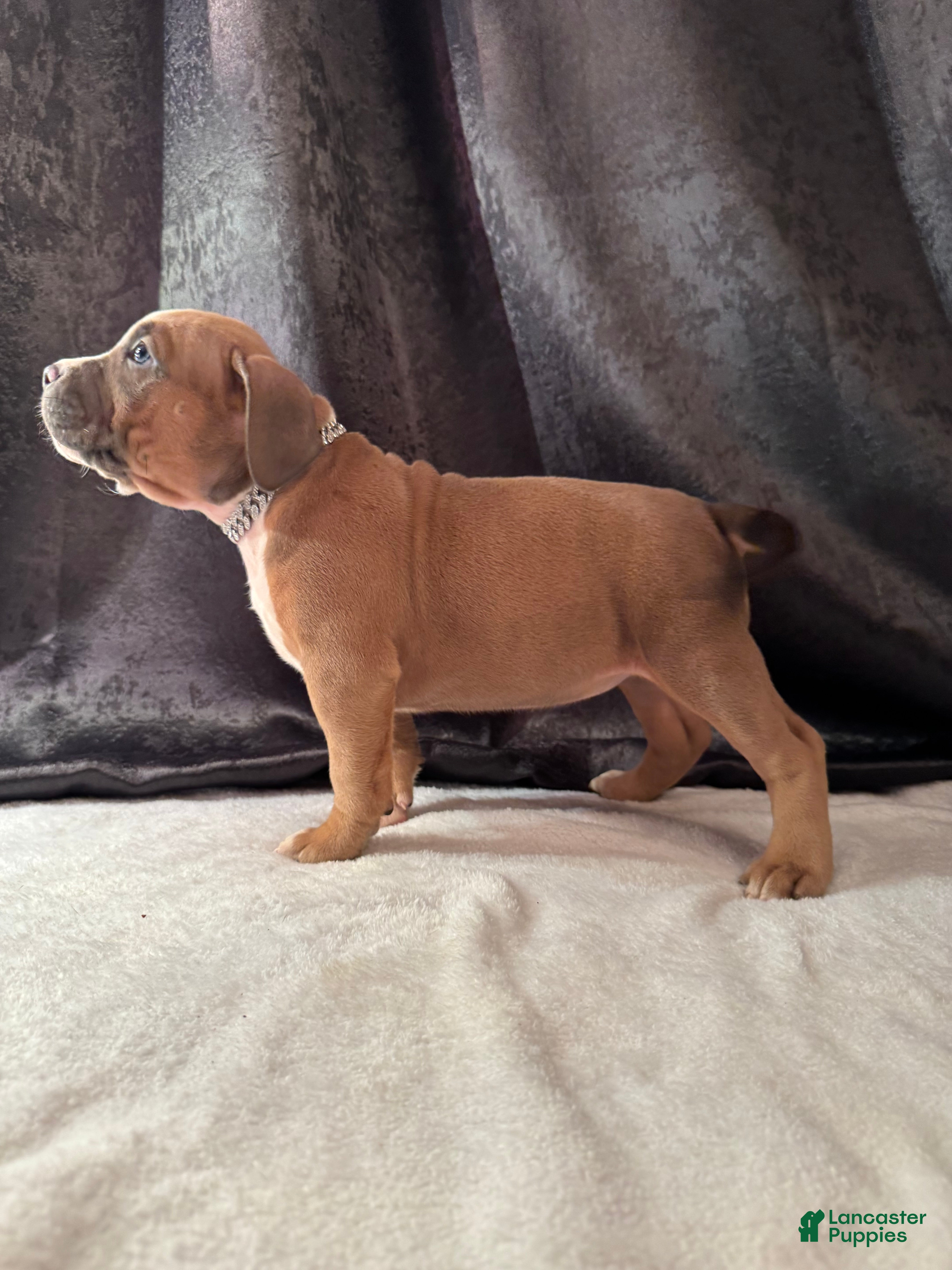American Bully dogs American Bully Puppy 2 - Ad 1