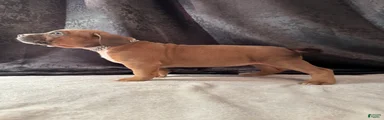 American Bully Puppy 2