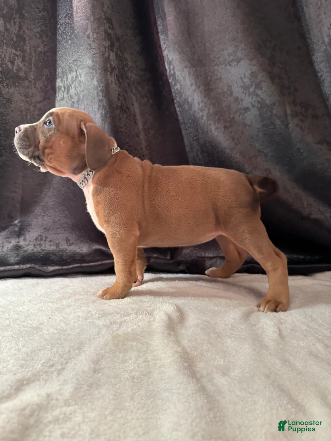 American Bully dogs for sale: American Bully Puppy 2 - Ad 1