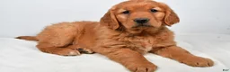 Golden Retriever dogs for sale: Abby - Ad 2