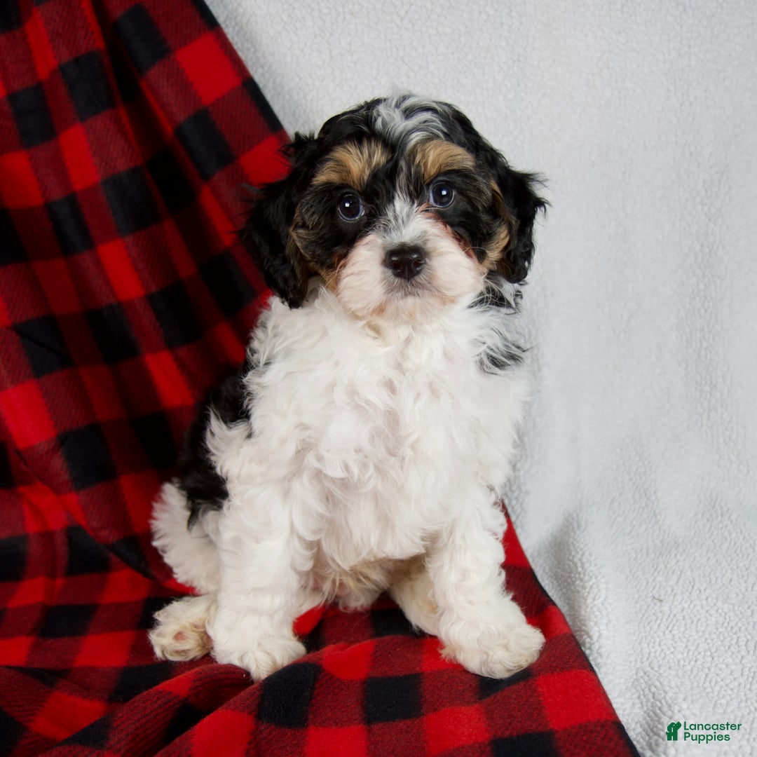 Cavapoo dogs for sale: Enzo - Ad 7