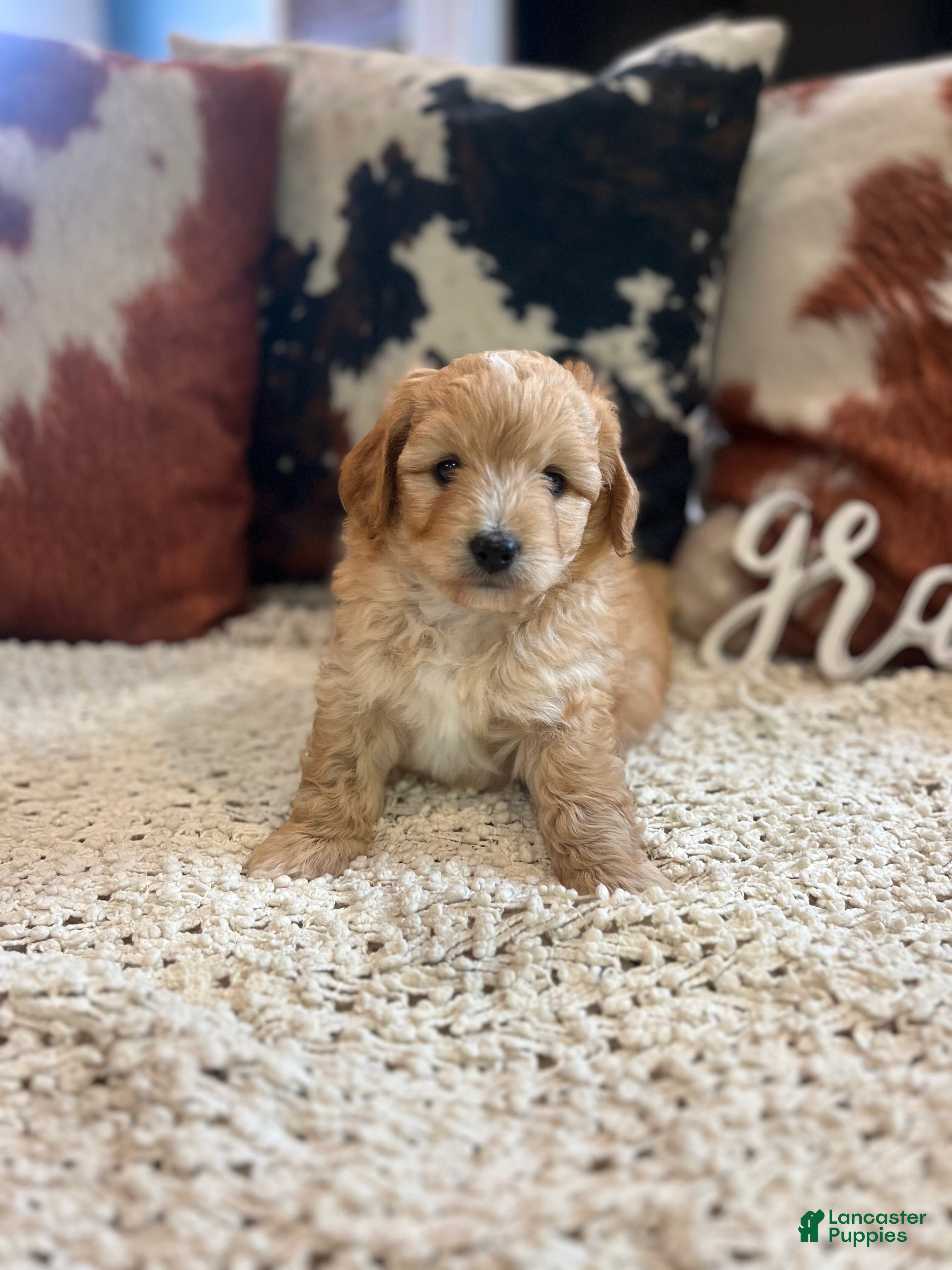 Mini Bernedoodle dogs for sale: Mini Bernedoodle 1 - Ad 1
