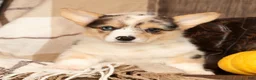 Welsh Corgi Pembroke dogs for sale: Teresa - Ad 3