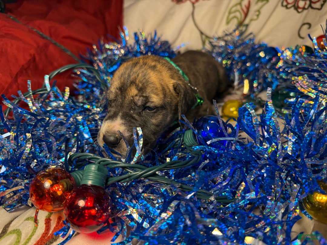 Great Dane dogs for sale: Max - Ad 14