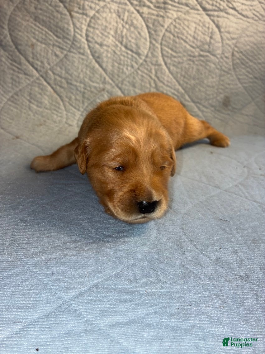 Golden Retriever dogs for sale: 10# Fanboy - Ad 1