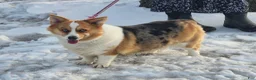 Welsh Corgi Pembroke dogs for sale: Welsh Corgi Pembroke Puppy 2 - Ad 1
