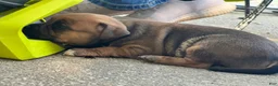 Staffordshire Bull Terrier dogs for sale: Danika - Ad 8