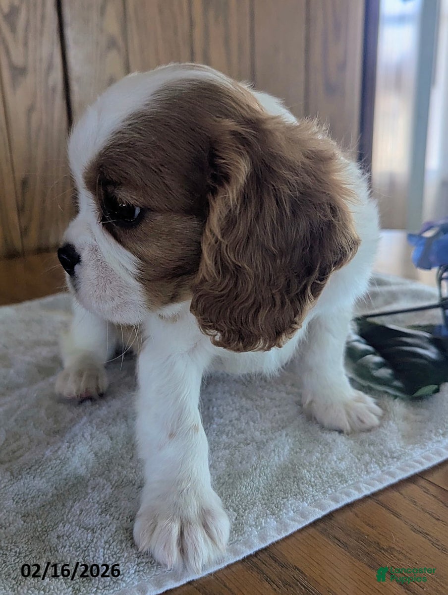 Cavalier King Charles Spaniel dogs Oregano - Ad 2