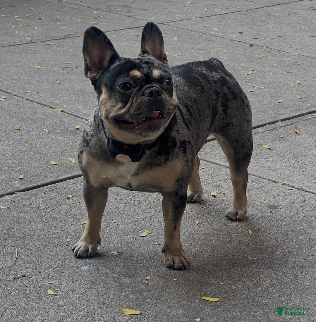 French Bulldog dogs for sale: French Bulldog Puppy 2 - Ad 4
