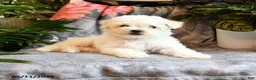 Bichon Frise dogs for sale: Apricot - Ad 5