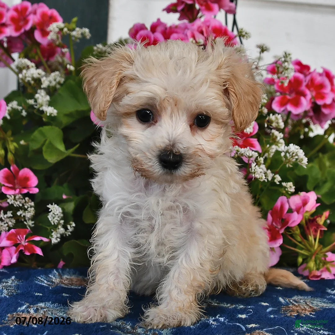 Maltipoo dogs for sale: Snickers - Ad 1