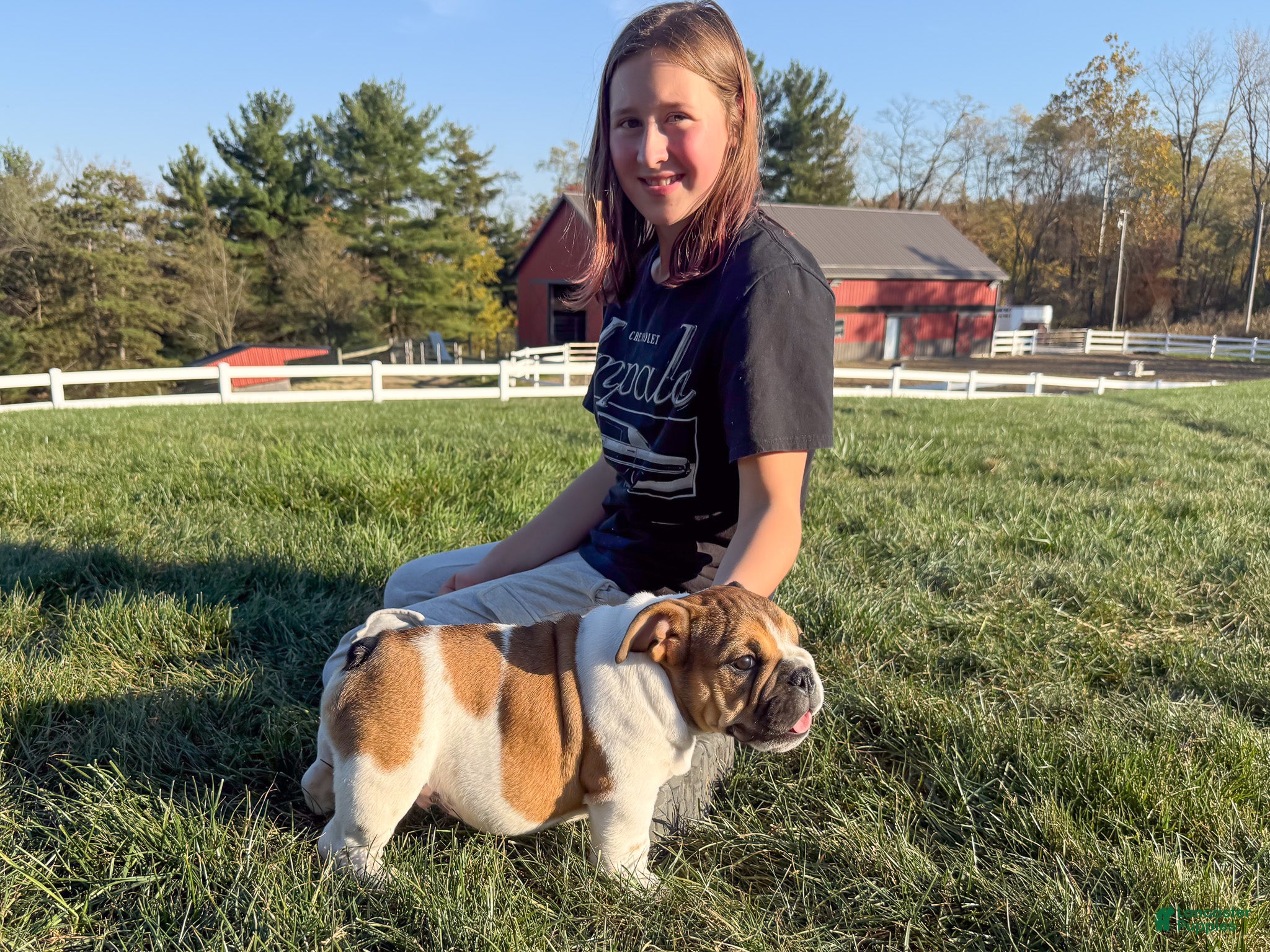 English Bulldog dogs for sale: Winston - Ad 1