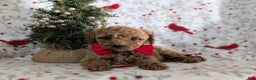 Miniature Poodle dogs for sale: Brogan - Ad 6