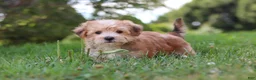 Morkie dogs for sale: Zoe - Ad 3
